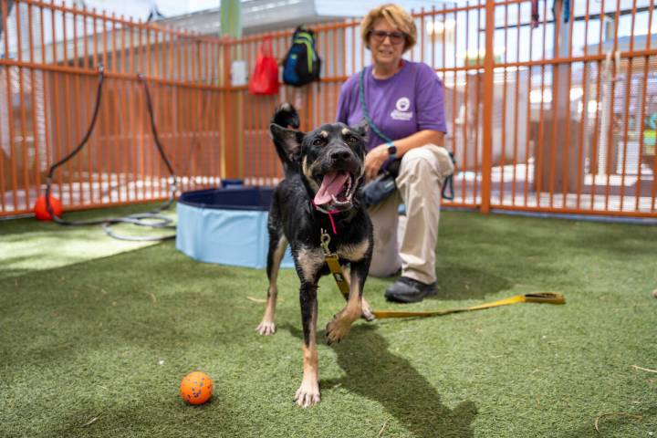 The Animal Foundation volunteer Dany Masters spends time with Lola in one of the outdoor play ...