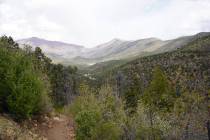 Griffith Peak, the tallest mountain visible here, comes into closer view along the Lovell Canyo ...