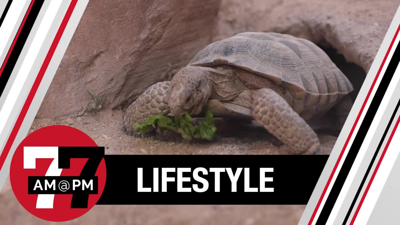 Family wins Mojave Max Contest