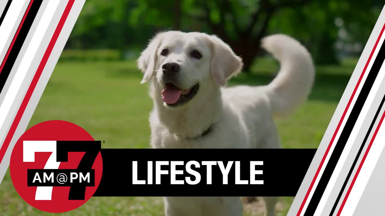 Clark County offers $5 microchipping for dogs and cats